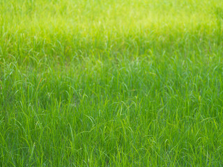 Blur of The Rice Field