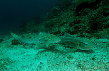 shark found in coral reef area at Redang island, Malaysia
