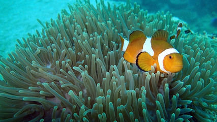 Naklejka na ściany i meble clownfish found in coral reef area at Redang island, Malaysia