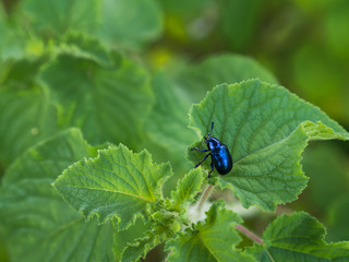 Blue Bright Beetle in The Forest