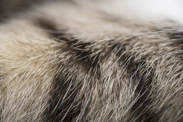 Close up cat feathers