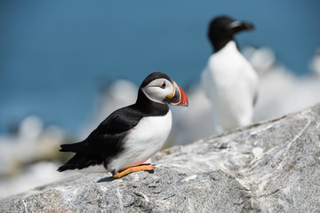 Fototapeta premium Atlantic Puffin