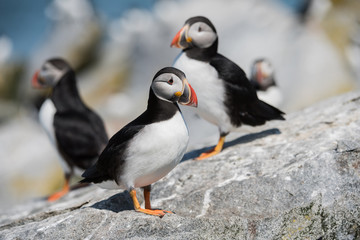 Fototapeta premium Atlantic Puffin