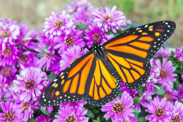 Monarch on Flowers