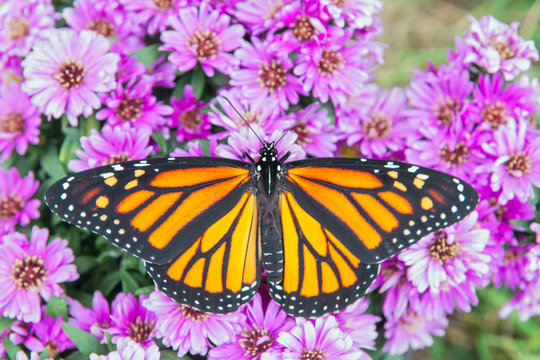 Monarch Butterfly with Spread Wings