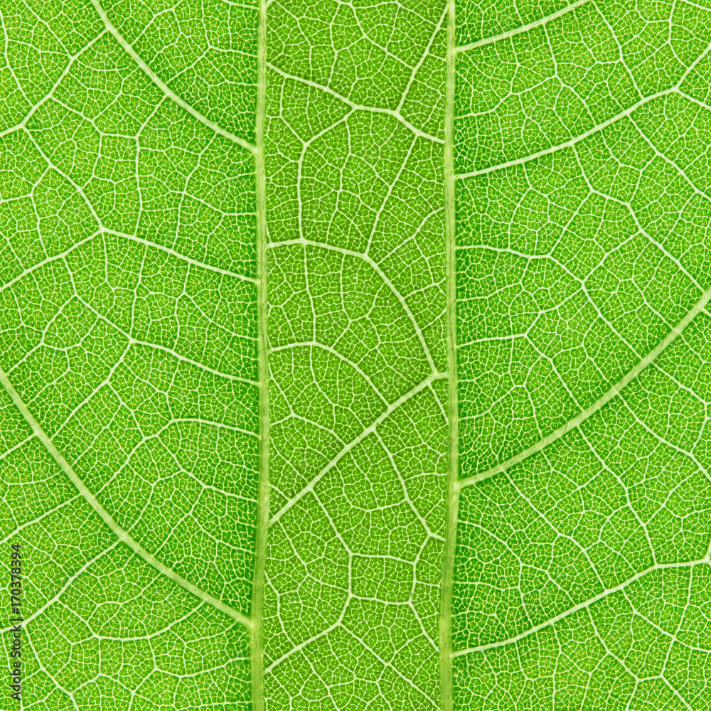 Poster green leaf texture for pattern and background