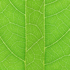green leaf texture for pattern and background
