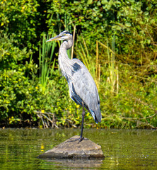 Strike a pose heron