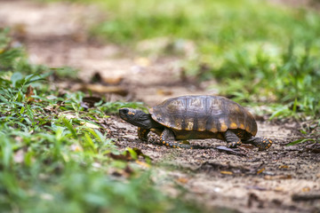 Jabuti-tinga (Chelonoidis denticulata) | Yellow-footed tortoise photographed in Linhares, Espírito Santo - Southeast of Brazil. Atlantic Forest Biome.