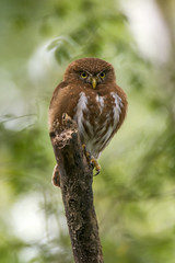 Caburé-miudinho (Glaucidium minutissimum) | Least Pygmy-Owl photographed in Linhares, Espírito Santo - Southeast of Brazil. Atlantic Forest Biome.