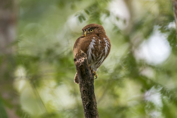 Caburé-miudinho (Glaucidium minutissimum) | Least Pygmy-Owl photographed in Linhares, Espírito Santo - Southeast of Brazil. Atlantic Forest Biome.