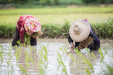 Farmers are farming in the season (May-July) Thailand.