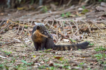 Quati-de-cauda-anelada (Nasua nasua) | South American coati, or ring-tailed coati photographed in Linhares, Espírito Santo - Southeast of Brazil. Atlantic Forest Biome.