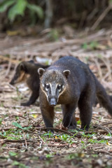 Quati-de-cauda-anelada (Nasua nasua) | South American coati, or ring-tailed coati photographed in Linhares, Espírito Santo - Southeast of Brazil. Atlantic Forest Biome.