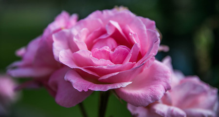 Pink rose. Shot in Denmark