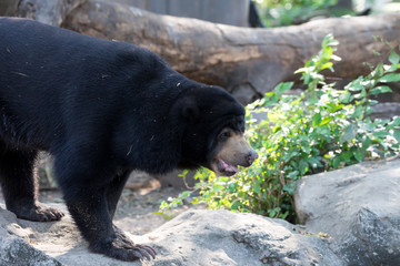 Closeup of Malayan Sun Bear (Helarctos malayanus) is walking on rock in the zoo
