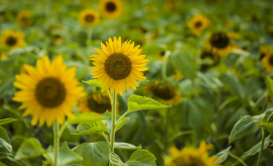 sunflower