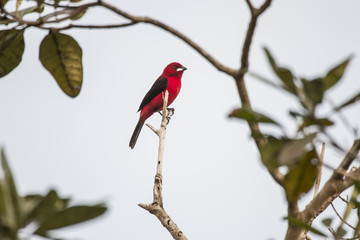 Tiê-sangue (Ramphocelus bresilius) | Brazilian Tanager photographed in Linhares, Espírito Santo - Southeast of Brazil. Atlantic Forest Biome.