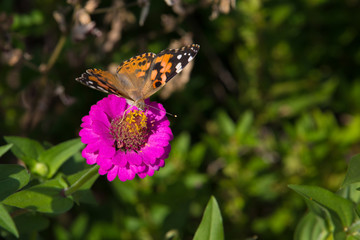 Butterfly on zinnia