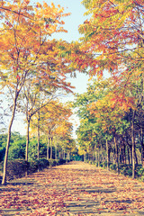 Fototapeta premium Beautiful autumn tree and road in the park