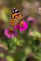 Fototapeta na wymiar Butterfly on zinnia