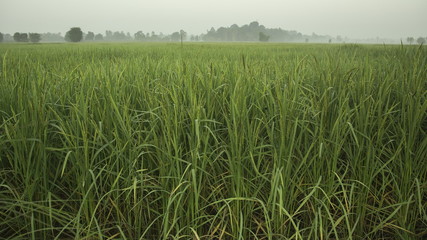 rice in the field