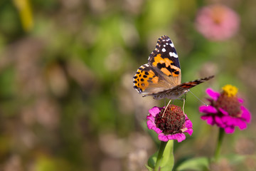 Fototapeta na wymiar Butterfly on zinnia