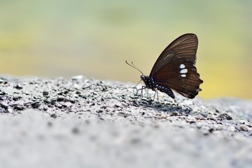 Butterfly from the Taiwan (Papilio castor formosanus) Butterfly in water.