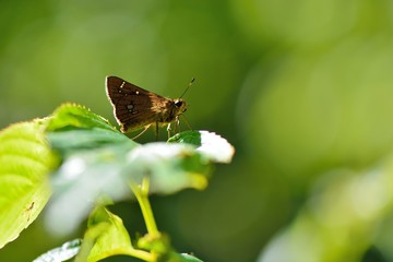 Butterfly from the Taiwan (Polytremis eltola tappana) Taiwan hole butterfly 