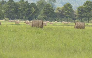 Round Hay Bales in a River Bottom