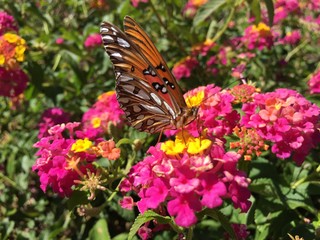 Gulf Fritillary Butterfly