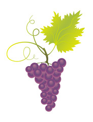 branch of purple grapes with green leaf and swirls