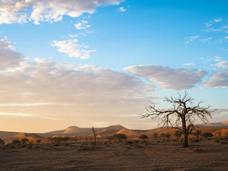 Fototapeta premium View of peaceful morning sunrise with beautiful dead tree and desert sand dune vast horizon with soft blue sky and white cloud, Hiddenvlei