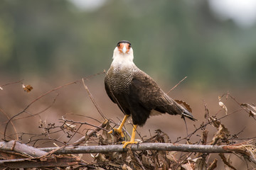 Carcará (Caracara plancus) | Southern Crested Caracara photographed in Linhares, Espírito Santo - Southeast of Brazil. Atlantic Forest Biome.