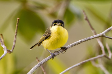 Obraz premium Ferreirinho-relógio (Todirostrum cinereum) | Common Tody-Flycatcher photographed in Linhares, Espírito Santo - Southeast of Brazil. Atlantic Forest Biome.