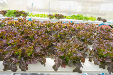 Organic hydroponic vegetable cultivation farm. Red oak leaf lettuce after water