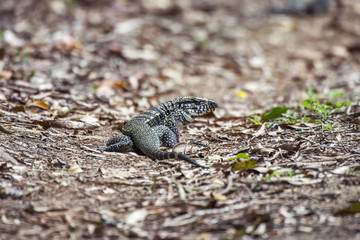 Fototapeta premium Teiú (Salvator merianae) | Black-and-white Tegu photographed in Linhares, Espírito Santo - Southeast of Brazil. Atlantic Forest Biome.