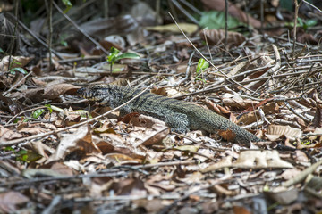 Teiú (Salvator merianae) | Black-and-white Tegu photographed in Linhares, Espírito Santo - Southeast of Brazil. Atlantic Forest Biome.