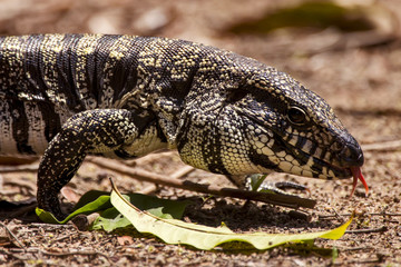 Tei&uacute; (Salvator merianae) | Black-and-white Tegu photographed at the Cupido e Ref&uacute;gio Farm in Linhares, Esp&iacute;rito Santo - Southeast of Brazil. Atlantic Forest Biome. 