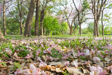 Tabebuia rosea is a Pink Flower neotropical tree,common name Pink trumpet tree Rosy trumpet tree