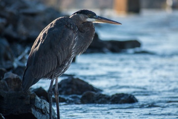 Blue Heron