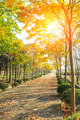 Beautiful autumn tree and road in the park
