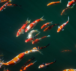 Japanese Fancy Koi Carp Fishes