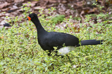 Mutum-de-bico-vermelho Macho (Crax blumenbachii) | Red-billed Curassow Male photographed at the Cupido e Refúgio Farm in Linhares, Espírito Santo - Southeast of Brazil. Atlantic Forest Biome. 