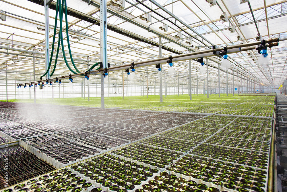 Wall mural modern system of irrigation in large hothouse at agricultural farm