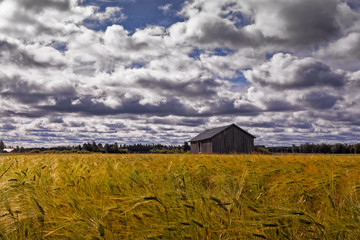 Old Barn House In The Rye Field