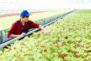 Young man taking care of new sorts of lettuce grown in his greenhouse