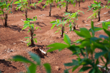 The cassava growing in plantation