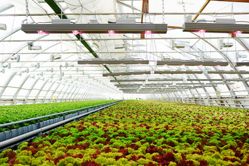 Various sorts of multi-color lettuce growing on plantations inside hothouse