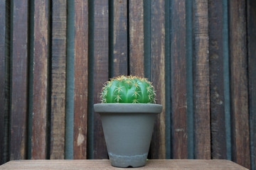 cactus is in the gray pot on wooden background